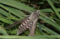 Agrius convolvuli