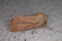 Denticucullus pygmina