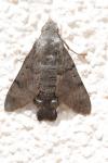 Macroglossum stellatarum