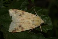 Cirrhia icteritia
