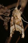 Phlogophora meticulosa