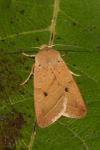 Leptologia macilenta