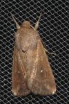 Mythimna albipuncta