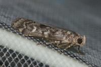 Dioryctria abietella