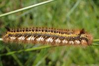 Euthrix potatoria