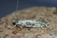 Nemapogon granellus