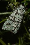 Griposia aprilina