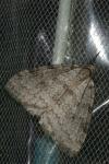 Epirrita dilutata