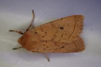 Leptologia macilenta
