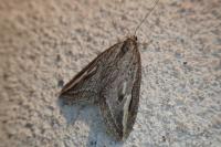 Chesias legatella