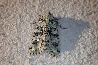 Griposia aprilina