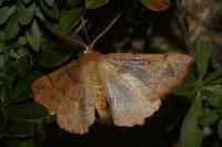 Colotois pennaria