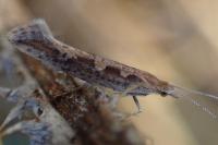 Plutella xylostella