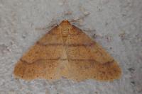 Phigaliohybernia aurantiaria