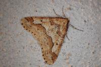 Erannis defoliaria