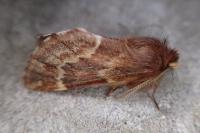 Ptilophora plumigera