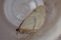 Operophtera brumata