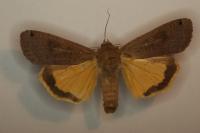 Noctua pronuba