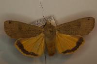 Noctua pronuba