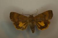 Noctua interjecta