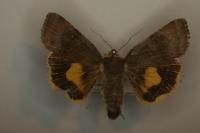 Noctua janthina