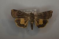 Noctua janthe