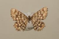 Chiasmia clathrata