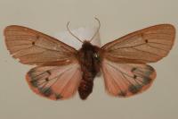Phragmatobia fuliginosa