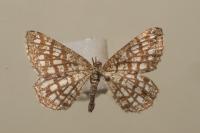 Chiasmia clathrata