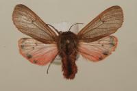 Phragmatobia fuliginosa