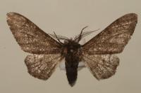 Biston betularia