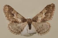 Agriopis leucophaearia