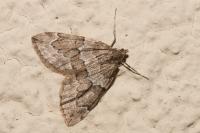 Thera juniperata