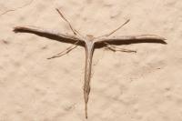 Emmelina monodactyla
