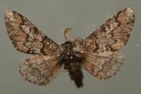 Biston strataria