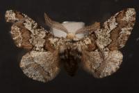 Biston strataria