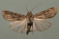 Agrotis segetum