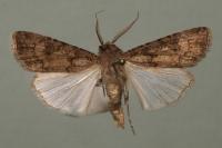Agrotis segetum