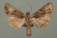 Apamea monoglypha monoglypha
