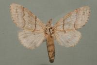 Calliteara pudibunda