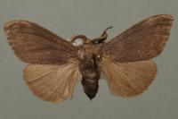 Calliteara pudibunda