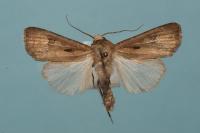 Agrotis exclamationis exclamationis
