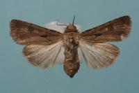 Agrotis exclamationis exclamationis