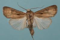 Agrotis exclamationis exclamationis