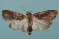 Xestia c-nigrum