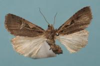 Xestia c-nigrum