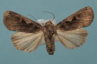 Xestia c-nigrum