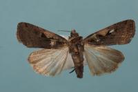 Xestia c-nigrum