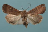 Xestia xanthographa