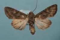 Mamestra brassicae
